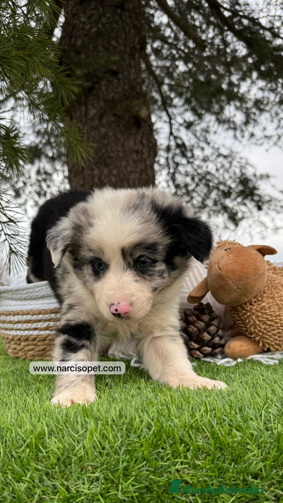 Teckel Miniatura perros en venta: VENTA DE BORDER COLLIE MERLE - Imagen 1