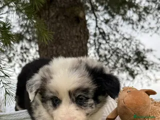 Teckel Miniatura perros VENTA DE BORDER COLLIE MERLE - Anuncio 42