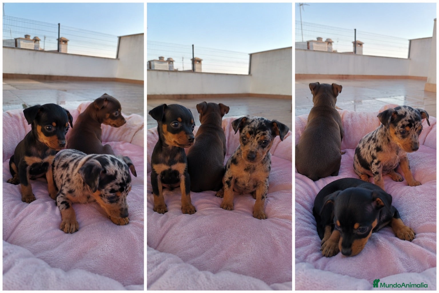 Pinscher Miniatura perros PINSCHER MINIATURA - MALAGA - ENTREGA  - Anuncio 2