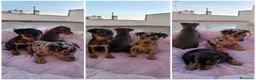 Pinscher Miniatura perros en venta: PINSCHER MINIATURA - MALAGA - ENTREGA  - Anuncio 1