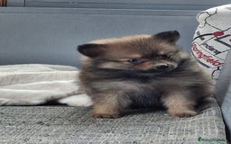 Pomerania perros en venta: Pomerania enano rojo  - Imagen 1