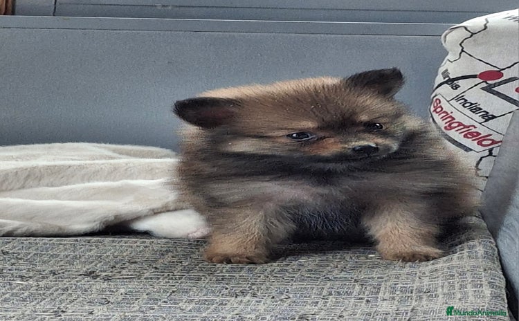 Pomerania perros - Propaganda 1