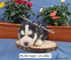 Husky Siberiano Cachorro 3