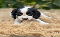 Cocker Spaniel Inglés perros en venta: Cocker ruano  - Imagen 3