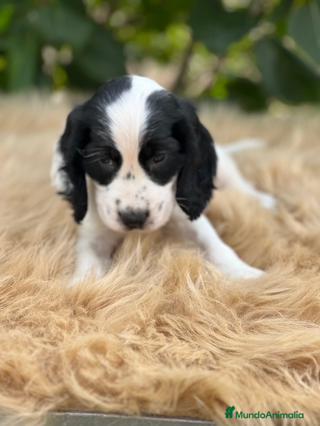 Cocker Spaniel Inglés perros en venta: Cocker ruano  - Imagen 3