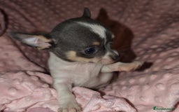 Chihuahua perros en venta: Chihuahua blue tricolor - Imagen 1
