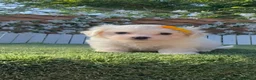 Bichón Maltés perros en venta:  BICHÓN MALTÉS –  COMPAÑERO DE MIRADA DULCE  - Anuncio 4