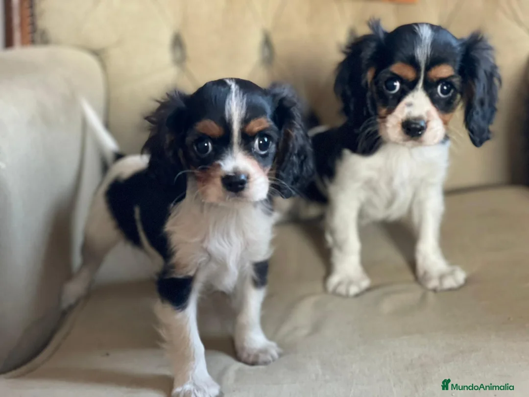 Cavalier King Charles Spaniel perros en venta: Camada de Cavallier en Madrid - Anuncio 2