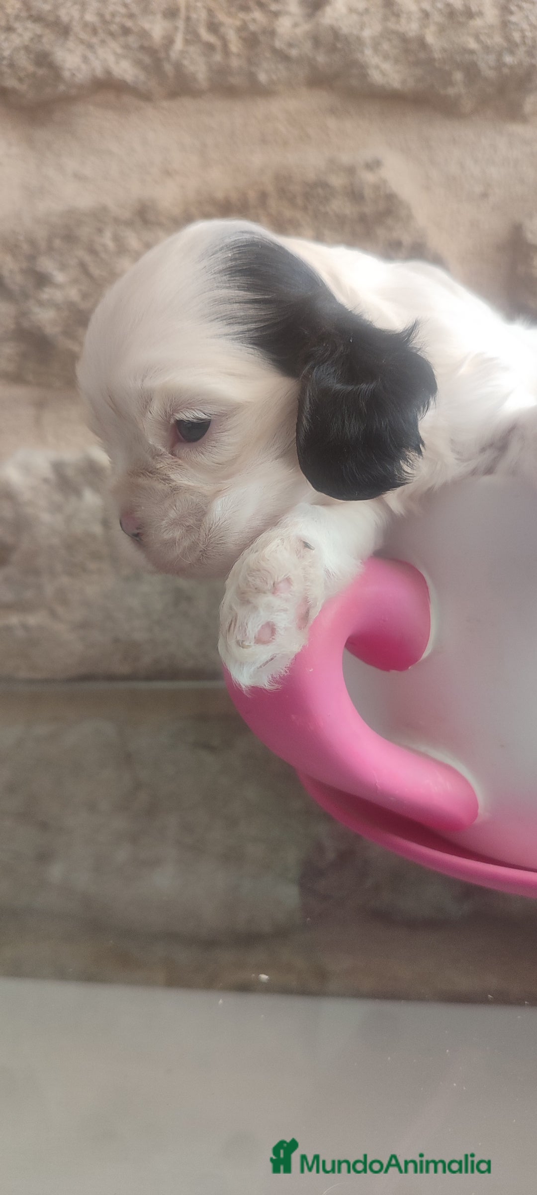 Cocker Spaniel Americano perros en venta: Cocker americano particolor - Imagen 6