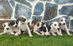 Whippet perros en venta: WHIPPET MACHOS - Imagen 1