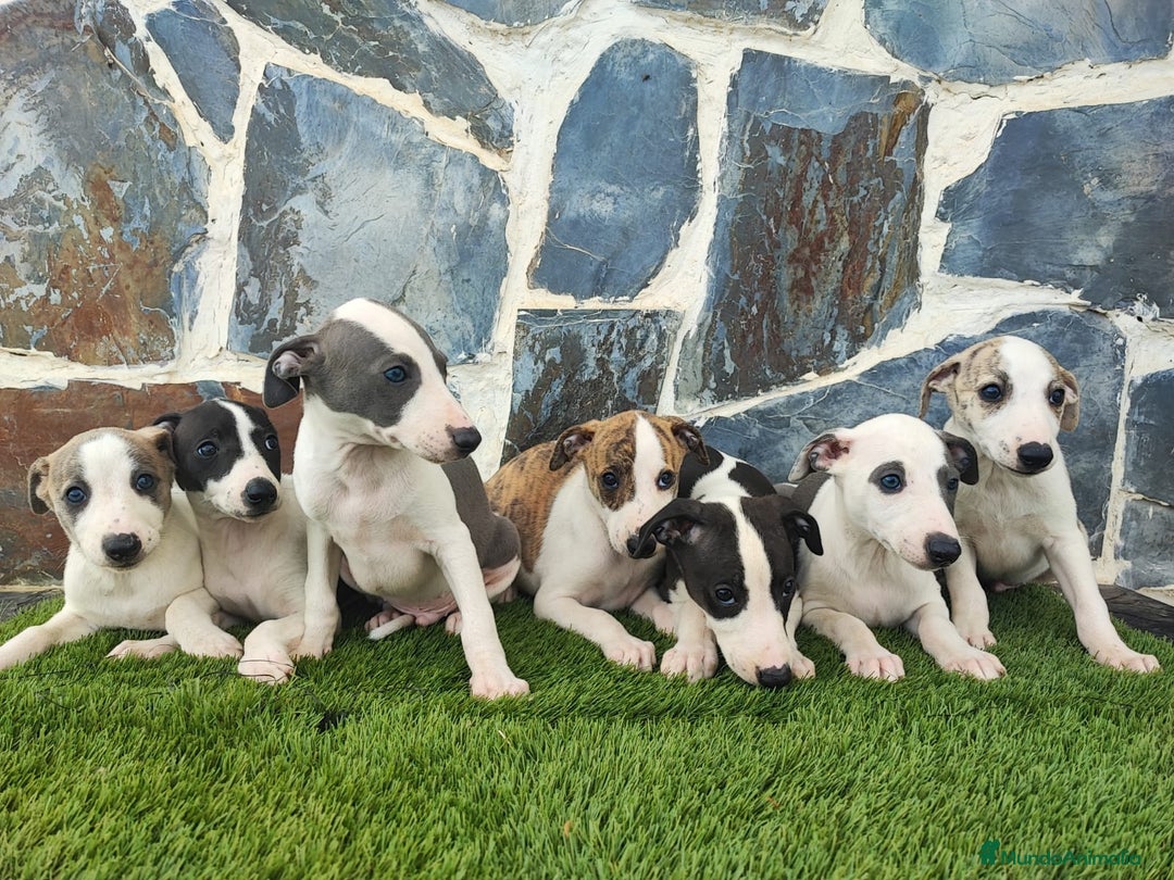 Whippet perros en venta: WHIPPET MACHOS - Imagen 1