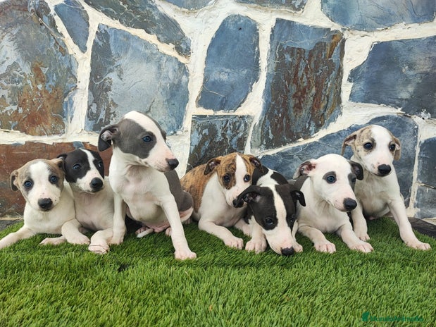 Whippet perros - Anuncio 1