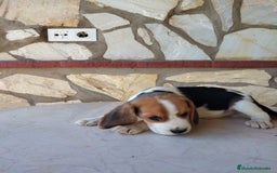 Beagle perros en venta: Preciosa camada de Beagle  - Imagen 2