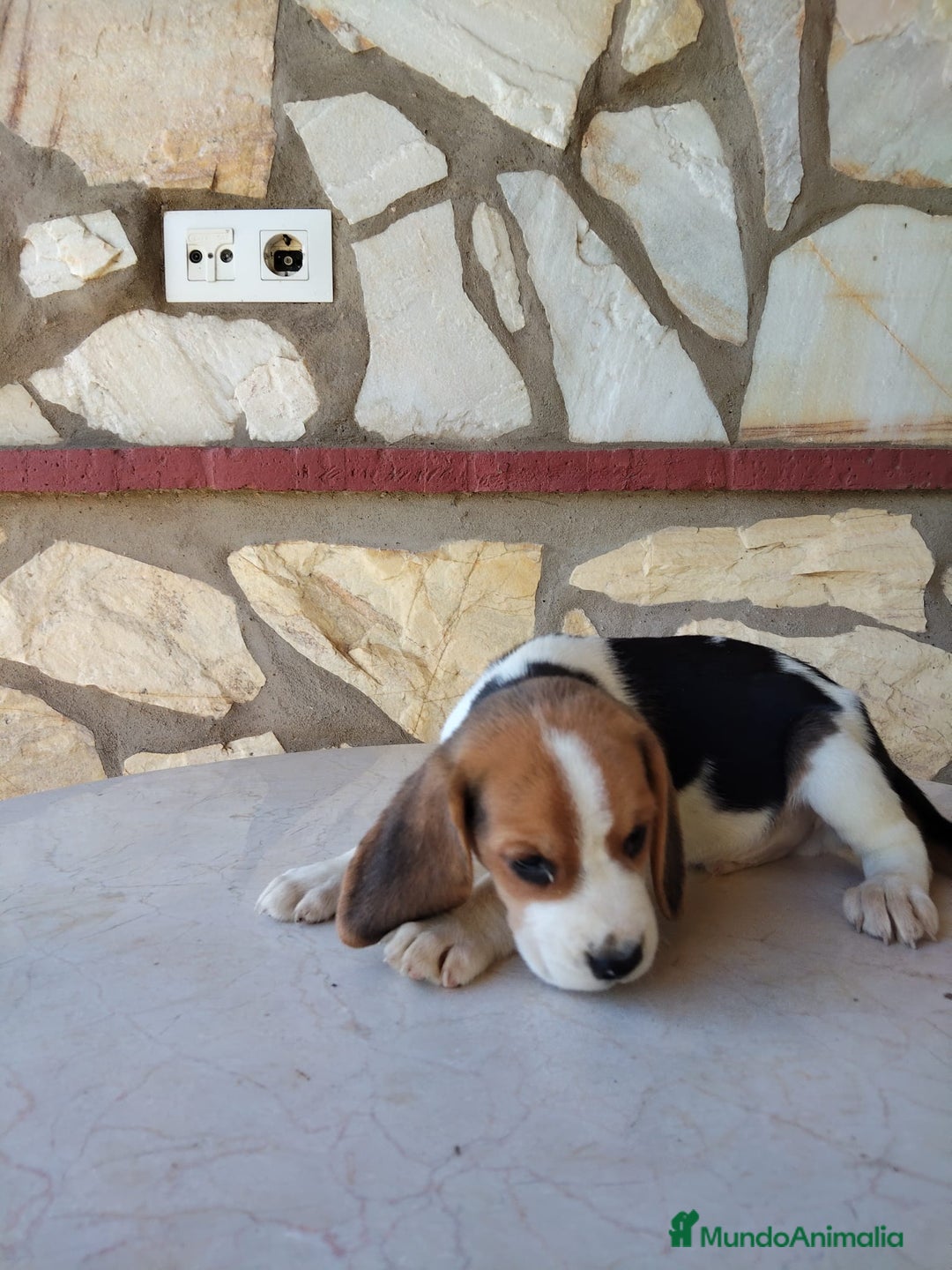 Beagle perros en venta: Preciosa camada de Beagle  - Imagen 2
