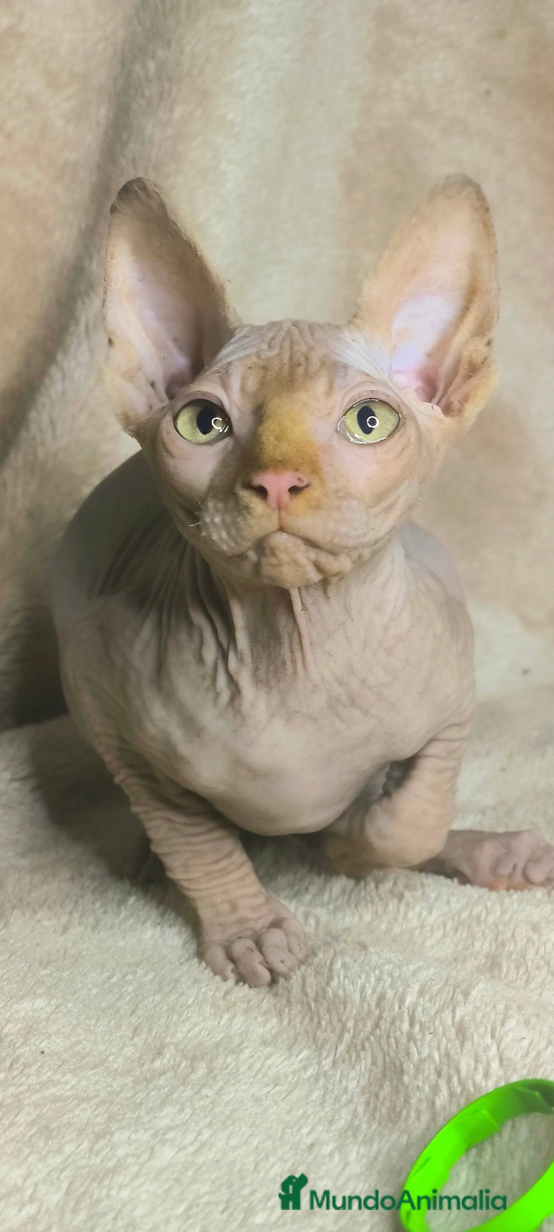 Sphynx gatos en venta: Macho rojo - Anuncio 1