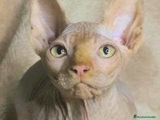 Sphynx gatos Macho rojo - Anuncio 29