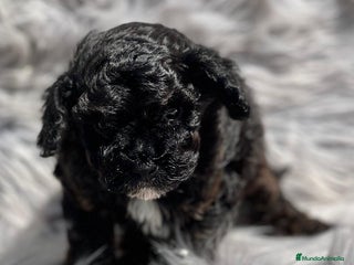 Caniche Toy perros en Barcelona - Anuncio 3