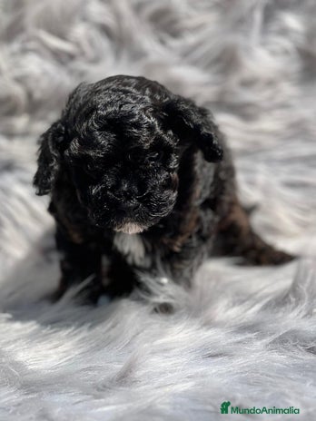 Caniche Toy perros en Barcelona - Anuncio 3