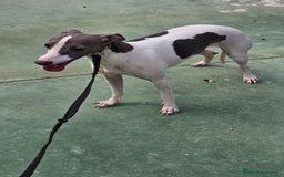 Pequeño Lebrel Italiano perros en venta: Pequeño lebrel italiano  - Imagen 2