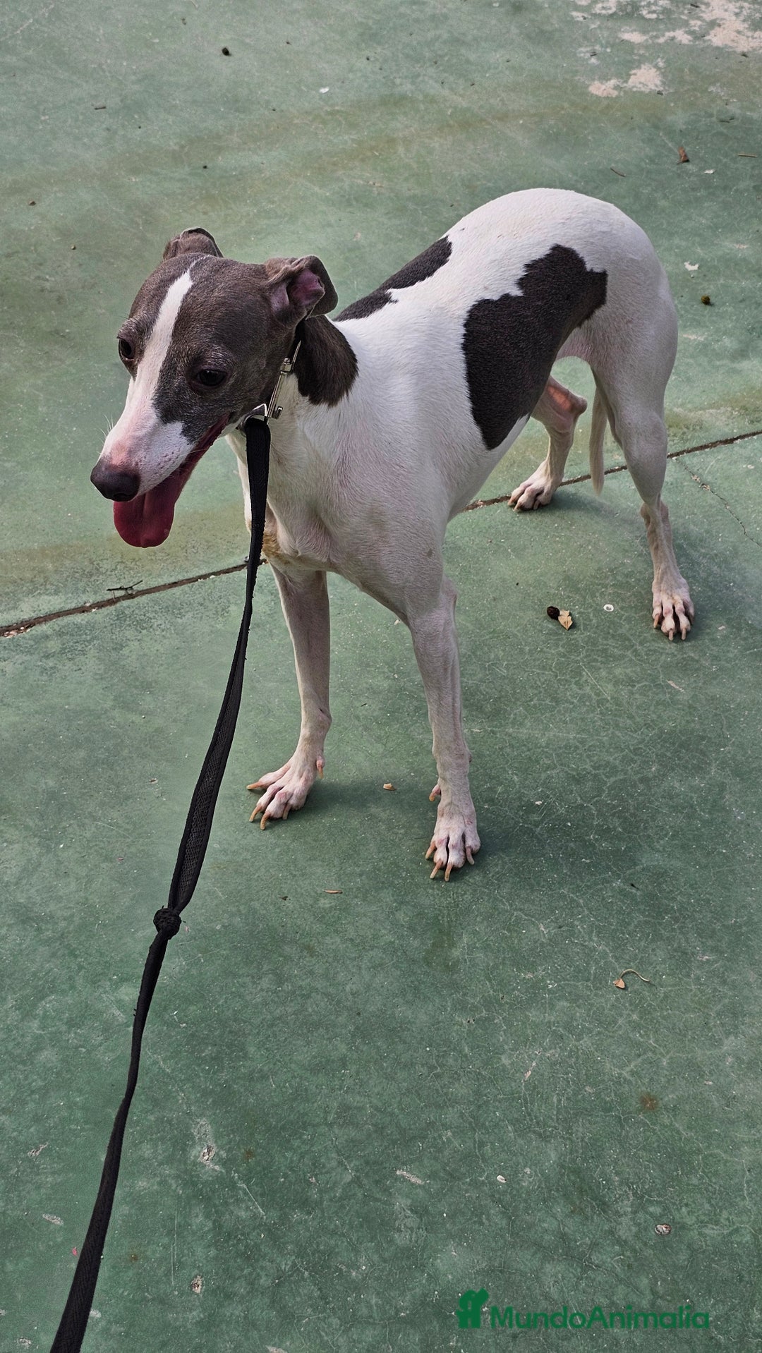 Pequeño Lebrel Italiano perros en venta: Pequeño lebrel italiano  - Imagen 2