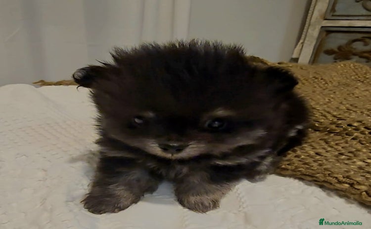 Pomerania perros Pomerania toy - Anuncio 2