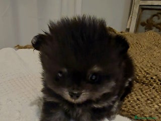 Pomerania perros Pomerania toy - Anuncio 2