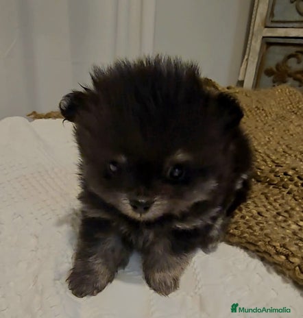 Pomerania perros Pomerania toy - Anuncio 1