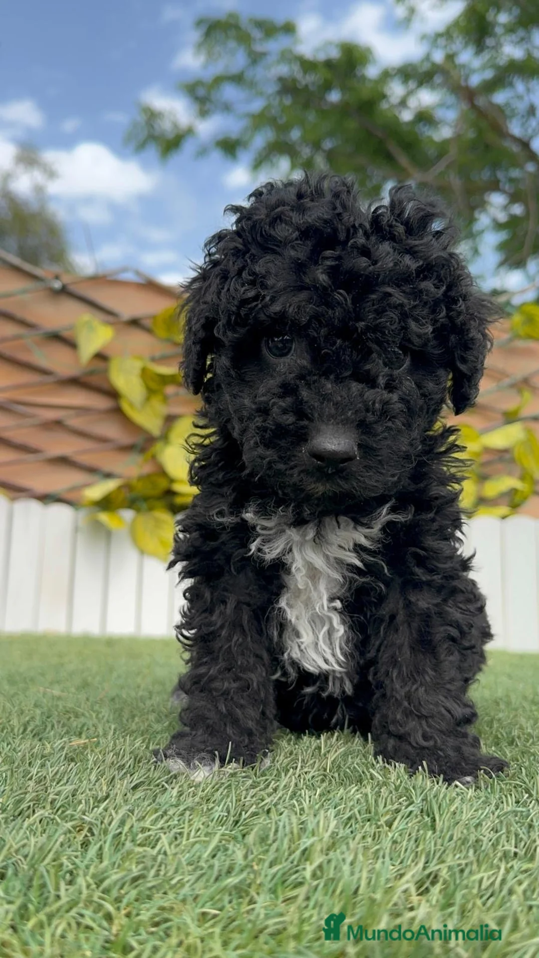 Perro de Agua Español perros en venta: PERRO DE AGUA  - Anuncio 11