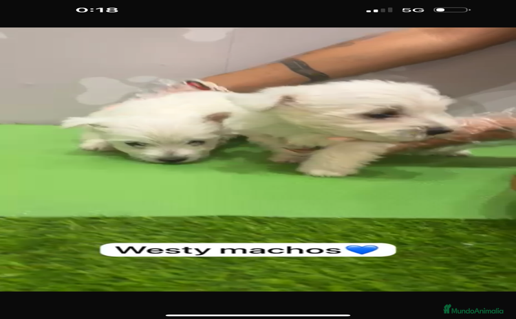 West Highland White Terrier perros en venta - Propaganda 4