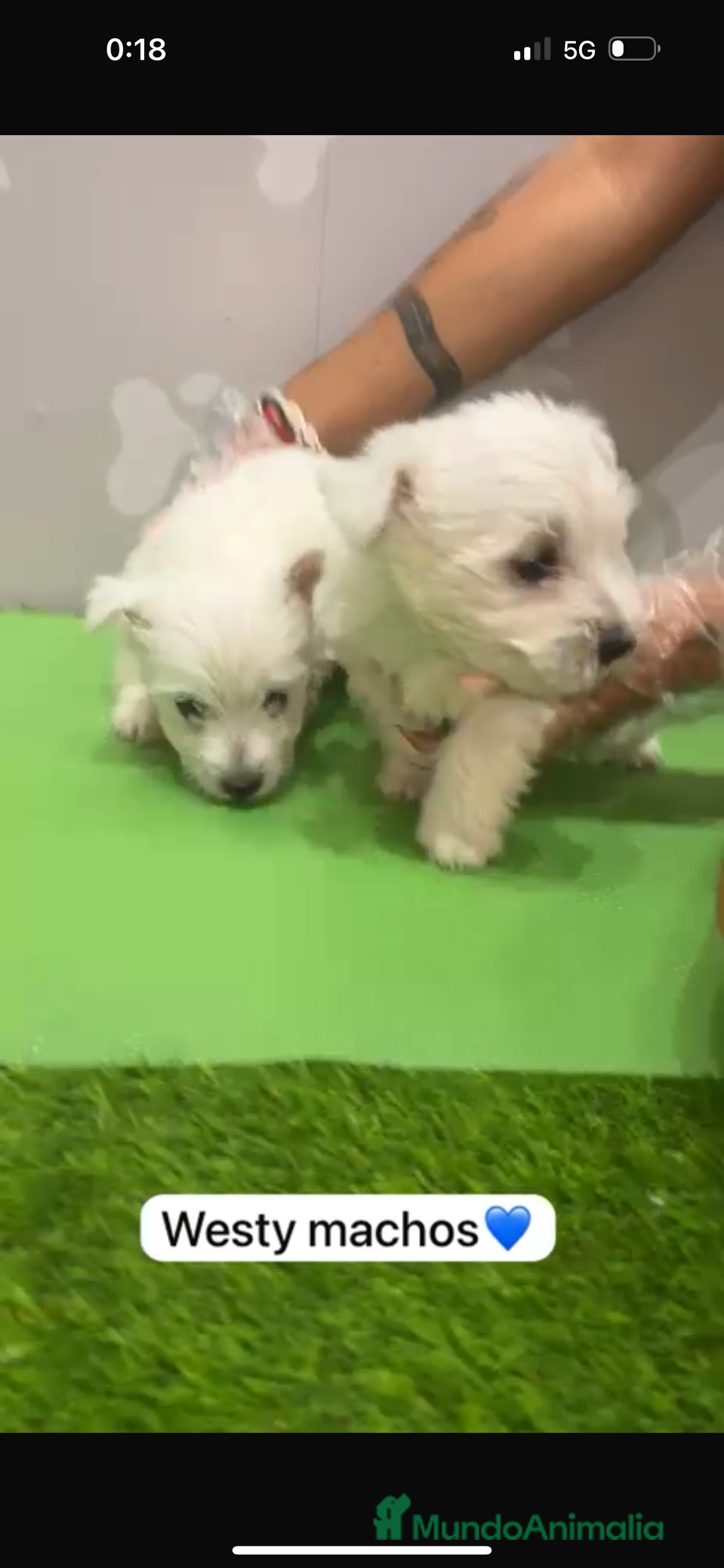 West Highland White Terrier perros en venta: Westy macho - Imagen 1