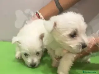West Highland White Terrier perros Westy macho - Anuncio 2