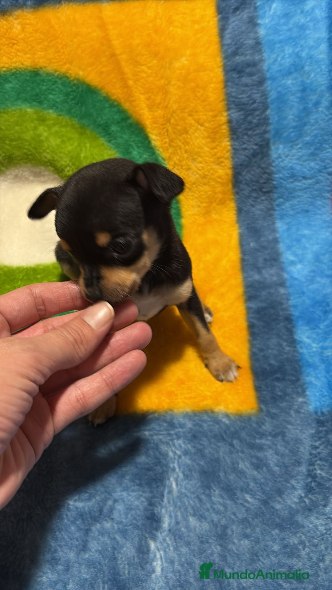 Pinscher Miniatura perros en venta: Pinscher miniatura tricolor - Anuncio 9