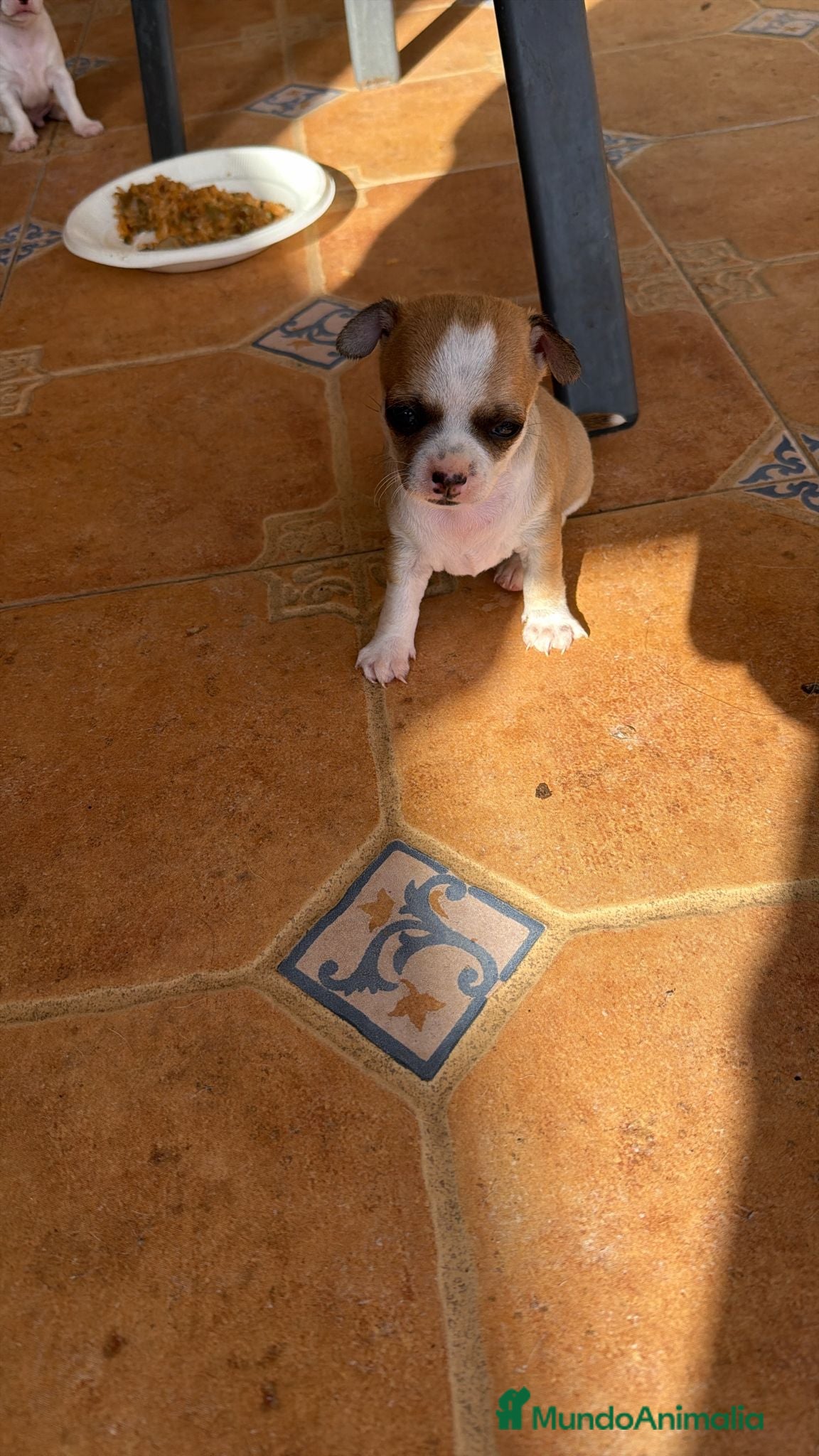 Chihuahua perros Chihuahua toy  - Anuncio 1