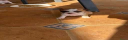 Chihuahua perros en venta: Chihuahua toy  - Anuncio 1