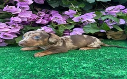 Teckel Miniatura perros en venta: teckel arlequin chocolate  - Imagen 6