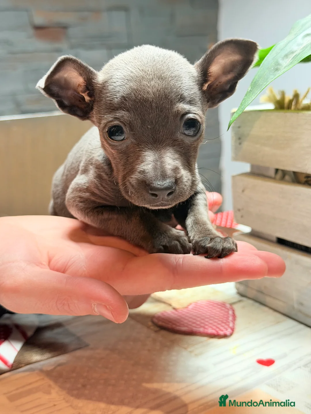 Pequeño Lebrel Italiano perros en venta: Piccolo italiano Blue - Anuncio 3