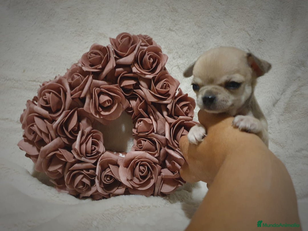 Chihuahua perros en venta: Perro Chihuahua  - Imagen 15