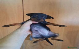 Pinscher Miniatura perros en venta: ULTIMO CACHORRO DE MINI PINCHER  - Imagen 3