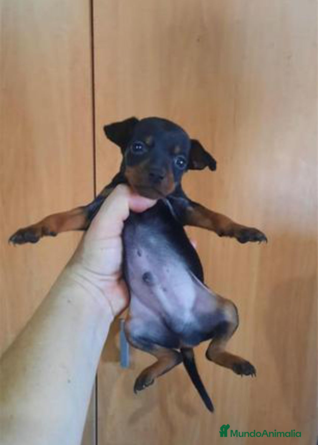 Pinscher Miniatura perros en venta: ULTIMO CACHORRO DE MINI PINCHER  - Imagen 3