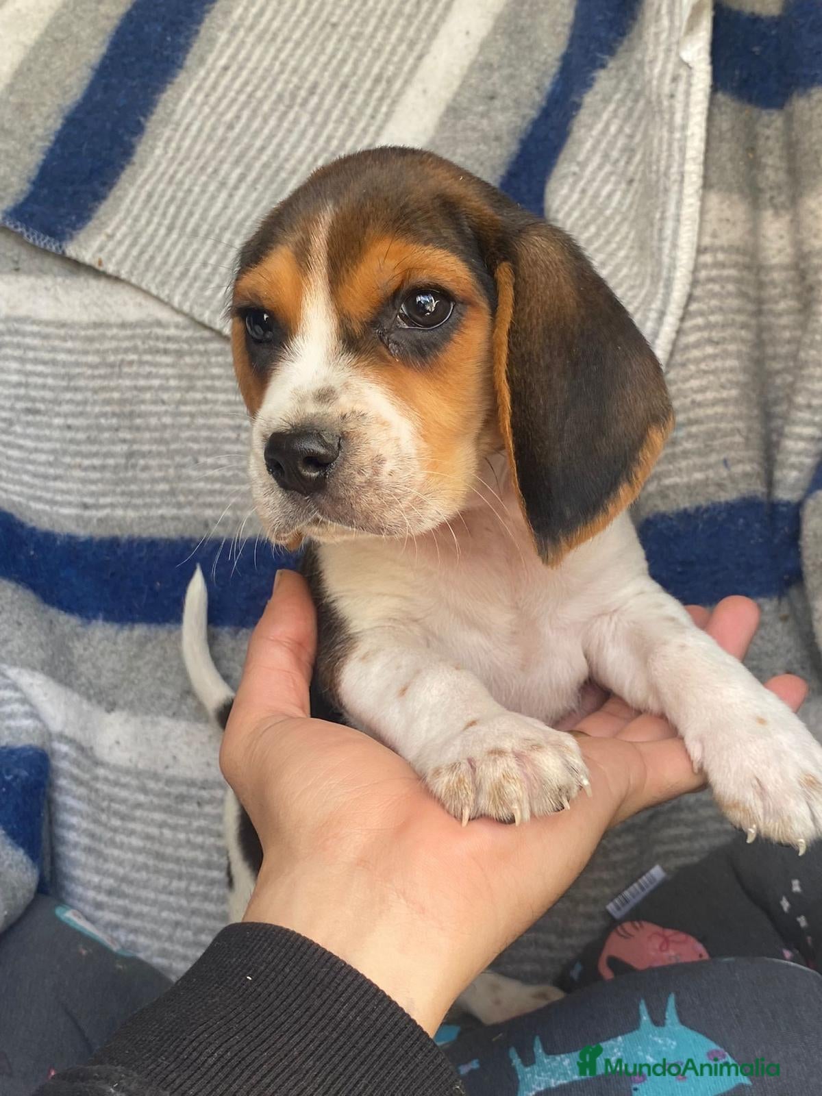 Beagle perros BEAGLE //// BICOLOR  en Badajoz - Anuncio 1