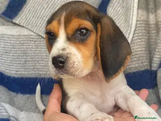 Beagle perros BEAGLE //// BICOLOR en Badajoz - Anuncio 2