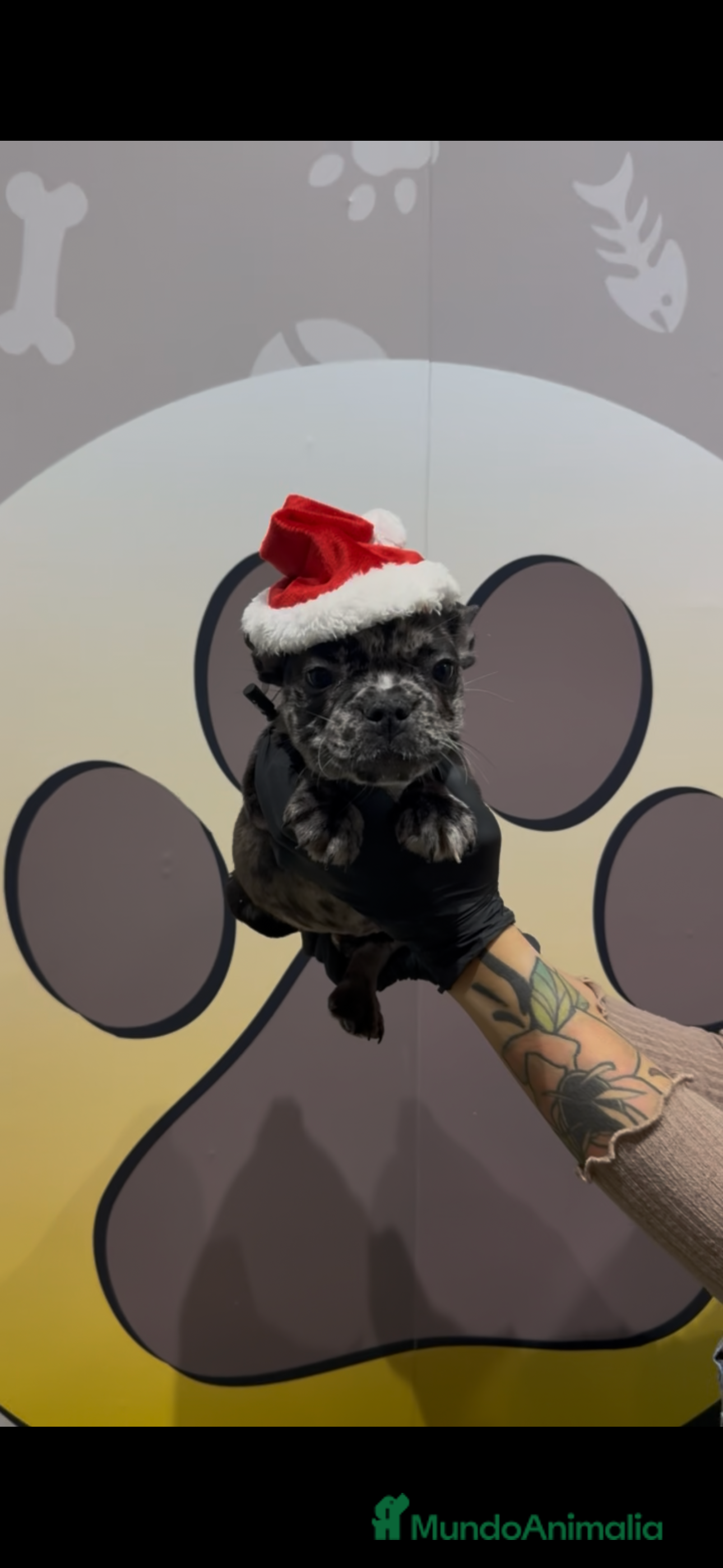 Bulldog Francés perros Bulldog francés bebe Merle exotico - Anuncio 23