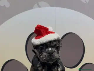 Bulldog Francés perros Bulldog francés bebe Merle exotico - Anuncio 37