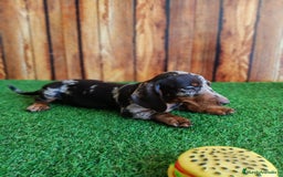 Teckel perros en venta: TECKEL - Imagen 5
