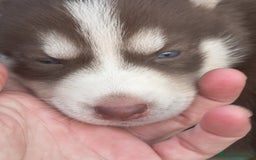 Husky Siberiano perros en venta: Husky siberiano  - Imagen 6