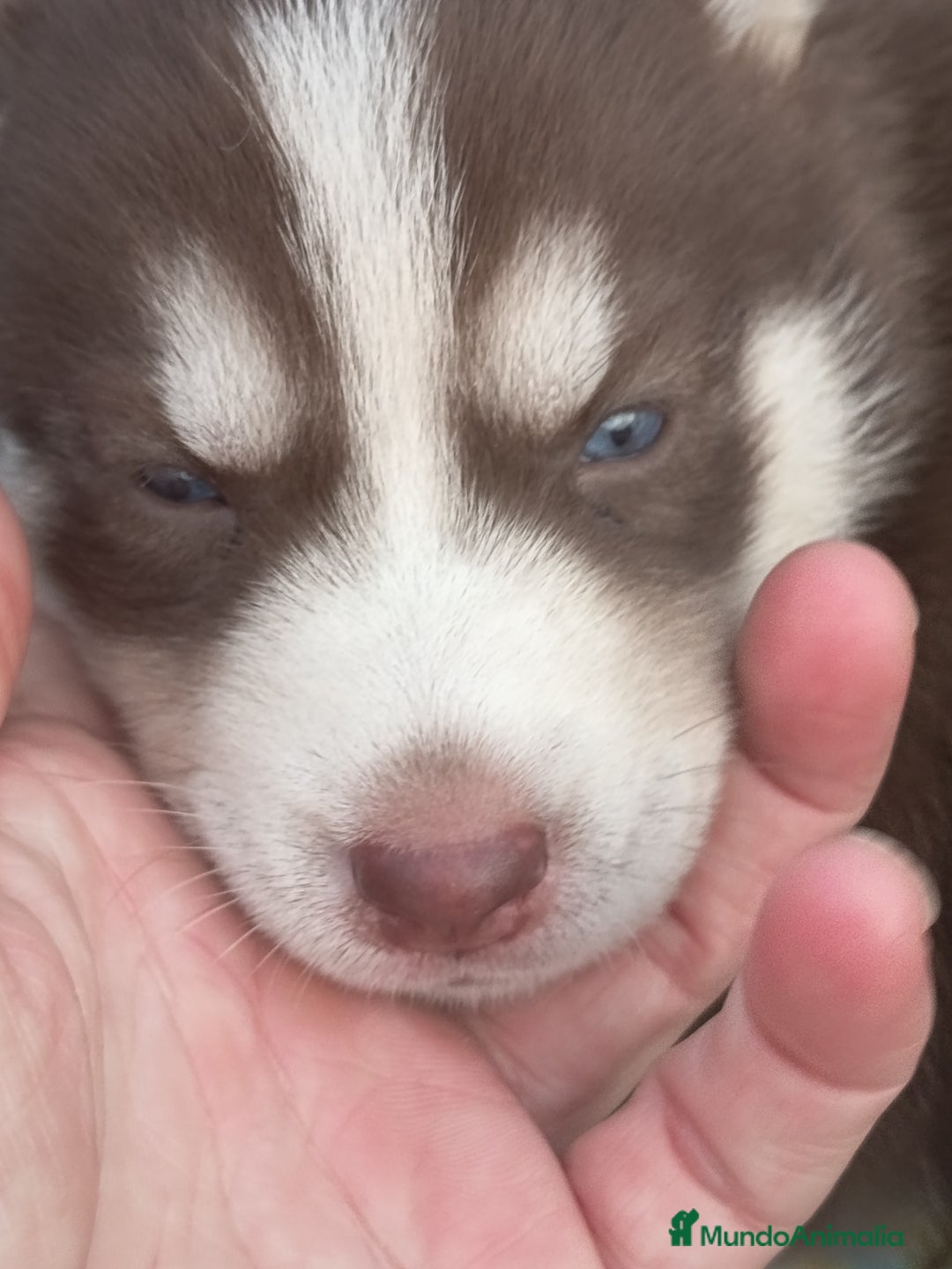 Husky Siberiano perros en venta: Husky siberiano  - Imagen 6
