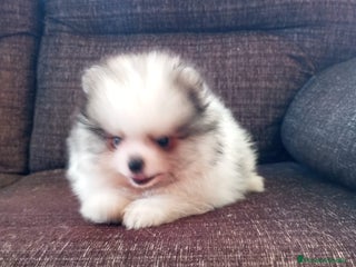 Pomerania perros Pomerania de lulu - Anuncio 3