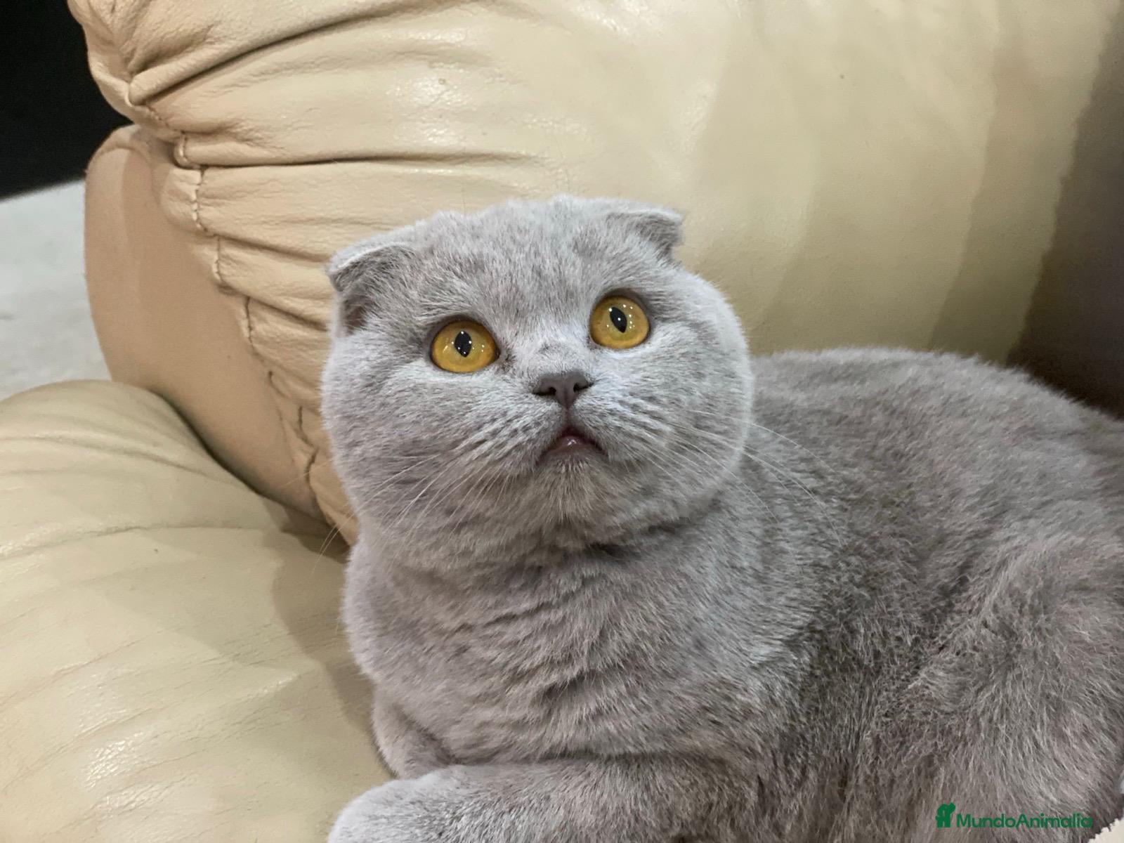 Scottish Fold gatos Gato Scottish fold  - Anuncio 5
