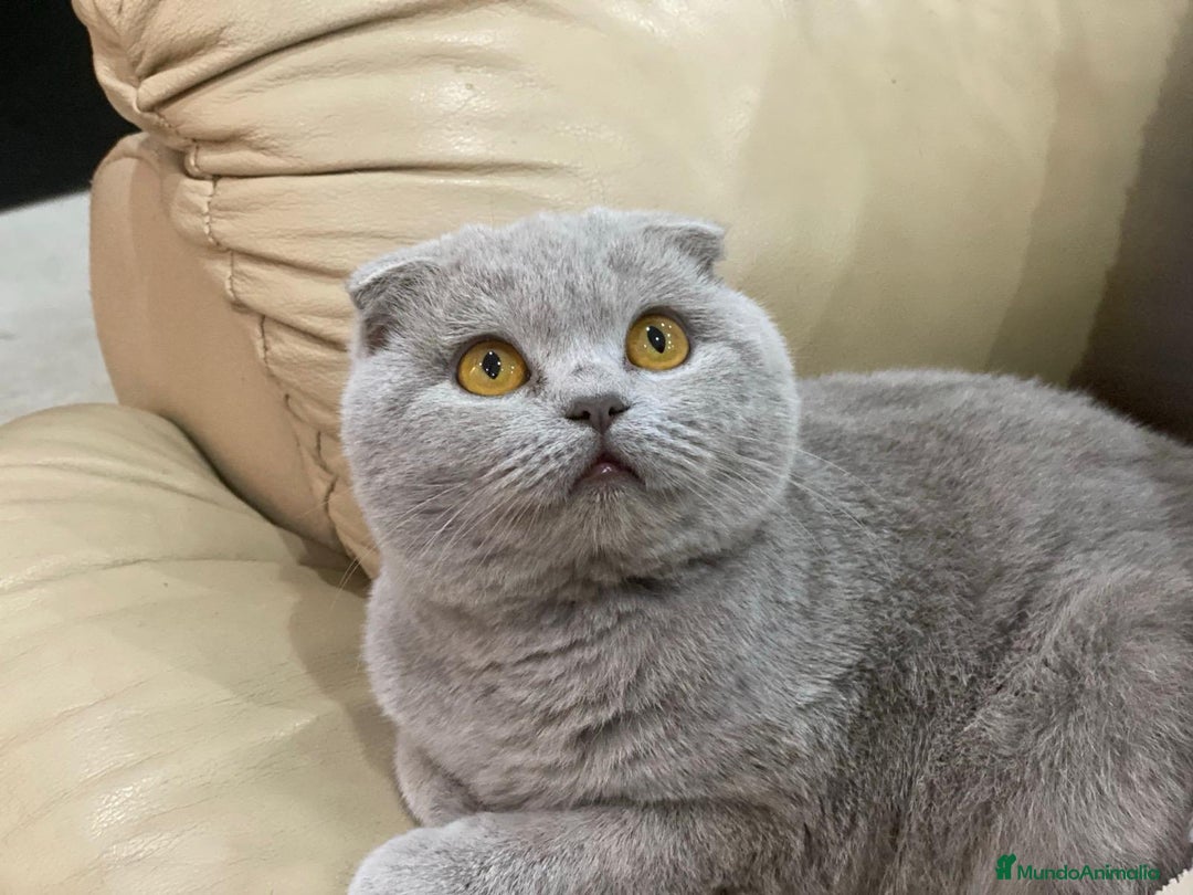 Scottish Fold gatos en venta: Gato Scottish fold  - Anuncio 1