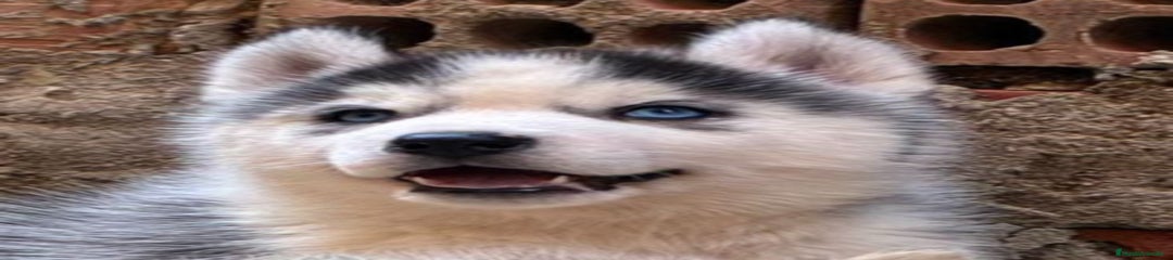 Husky Siberiano Cachorro 4